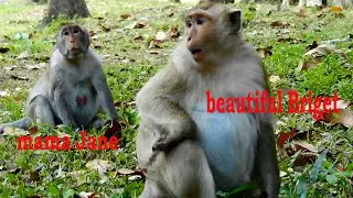 Look at poor pregnant mama Jane and beautiful pregnant monkey Briget is so precious & priceless.
