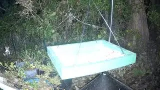 Daily Bird Live Stream from North Florida 🐦&zwj;⬛ January 12, 2026