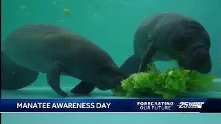 March 29 is Manatee Awareness Day