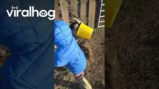 Gary The Goat Gets Bucket Stuck On Head || ViralHog