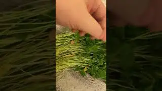 Tea made from fresh wood sorrel.