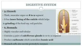 Nutrition and Digestive System of earthworm