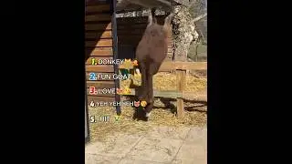 Ranking The Best Animal Moments🐒🇺🇲🦜🐈#cat​ #funnycats​ #catmeme​ #ranking​ #animals​#FunnyPets#us