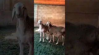 арашан козулар@@@