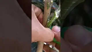 FRUITFUL MANGO DO THIS GRAFTING TECHNIQUE #pinoygrafter #grafting #mangografting