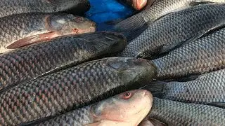 UNBELIEVABLE! 🔥 Fastest Fish Cutting Skills on Earth!#FastestFishCutting#AmazingCutKnif#ViralShorts