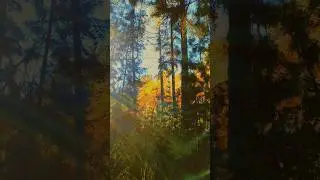 The way light moves 💫 #NatureAesthetics #Cottagecore #Ethereal #GoldenHour #vibrant