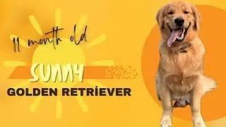 Pottstown Dog Trainers ||| OLK9 Lehigh Valley ||| 11 Month Old Golden Retriever, Sunny