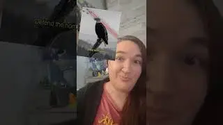 Социальные сети военного ведомства &mdash; полный бардак #политикаСША #США #мемы