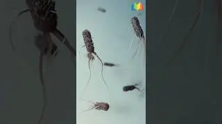 Flagellar Propulsion Of E. coli