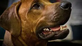 Common Health Issues in Rhodesian Ridgebacks