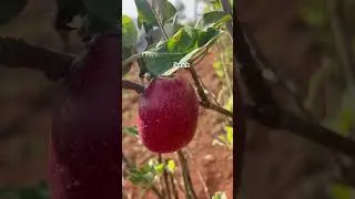 Ripe apple fruit 🍎 #applefarmer #farming #apple #applefarm #appletrees