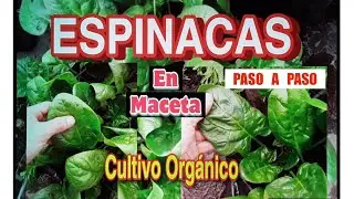 Cultivo de Espinaca en Maceta - Paso a Paso - Organico