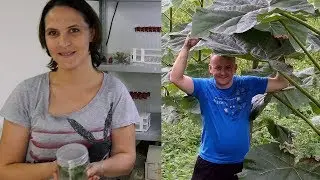 Klonirane sadnice Paulovnije Garići ne mogu izvoziti iz BiH