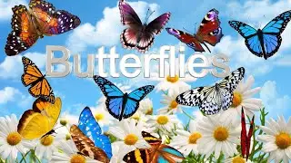 Beautiful exotic Butterflies for Kids Learning 4K Ultra HDR
