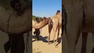 camel ko bull camel pregnancy check up time #shortsfeed #shorts #short