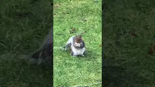 #greedy #squirrel
