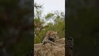 Leopard Vocalizes in the Wilderness!