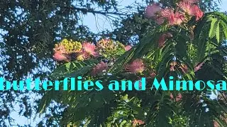 Butterflies and Mimosa