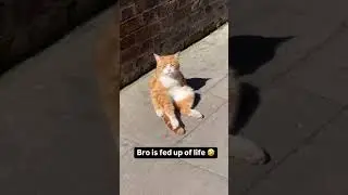 Bro is Fed up of life already 😂😂#funnyshorts #memes #funnyvideo #funny