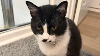 Are cats afraid of robot vacuums?