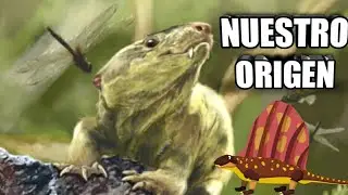 🐶🐱El ORIGEN de los MAMíFEROS 😱 Te sorprenderá saber de dónde venimos!!! 🦁🐯
