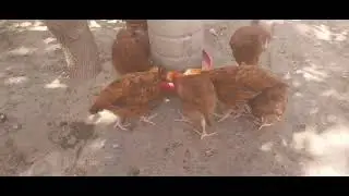 Criat&oacute;rio S&atilde;o Lu&iacute;s galinha Embrapa 051