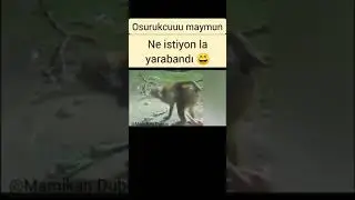 OSURUKCUUU MAYMUN KOMİK VİDEOLAR
