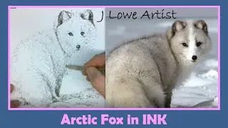 HOW TO DRAW A ARCTIC FOX STEP BY STEP: Pen and Ink Drawing Tutoiral for Beginners