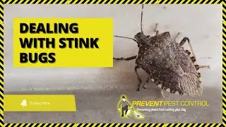 Dealing with Stink Bugs in House: Prevention & Removal