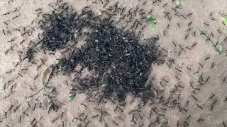 Ants of Cambodia