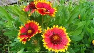 Gaillardia Growing Guide (Blanket Flower) by GardenersHQ