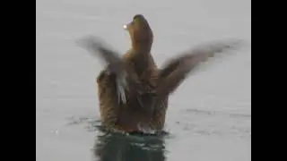 DSCN1102 DUCK SWIMMING IN THE FORE RIVER PORTLAND MAINE JANUARY 5 2026