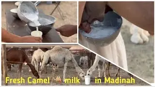 Drinking Fresh Camel 🐫 Milk 🥛 in Holy City || Benefits of Camel Milk || Saudi Arabia || Madinah