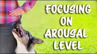 Focusing on arousal level for flashy heelwork!  -  Dog Training by Kikopup