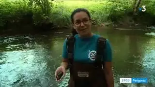 Les moules perlières de la Dronne