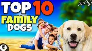 Top 10 family dogs | family friendly dogs | what are the best family dogs? 🤔