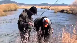 Dream Stream Fall Brown Trout Fly Fishing | Big Brown Trout