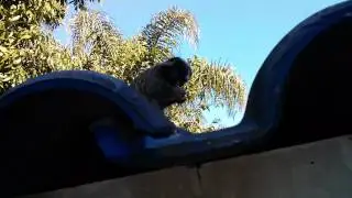 Macaquinho na Palmsoft Tecnologia
