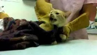 Justice Hates The Vet!
