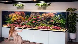 Inside a Massive Planted Rainbowfish Aquarium Setup - The Ultimate Rainbow Fish Tank