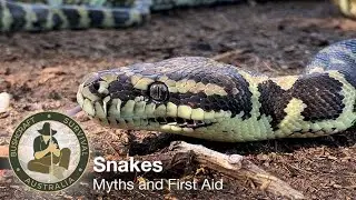 Snakes: Myths and First Aid