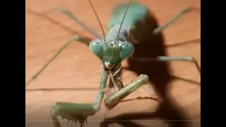 Male of Sphodromantis viridis vs. two small cockroachs. | Mantis feeding | Insect Kingdom
