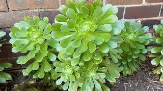 Уход и размножение эониума #SaucerPlant #Aeonium #Aeoniumundulatum