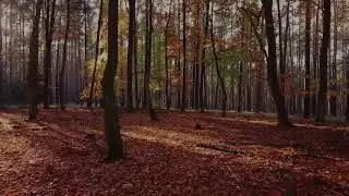 Deep Sleep Music 🌙 Calm Night Ambience | Relaxing Animated Video | Stress Relief