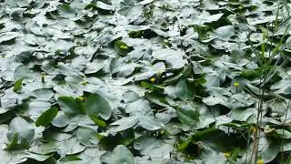 Ancora - Salonta o locatie  de liniste si meditatie