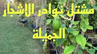جولة جميلة في مشتل نوادر الاشجار #الخرج