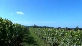 Where Grapes Grow The Impact of Climate Change on Wine with May Matta-Aliah