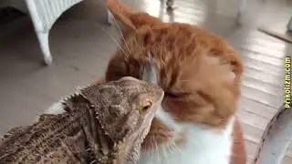 funny animals || funny cat 😻🐈- funny videos||part 4|| #video #viral #funny #funnyvideo #funnyanimals