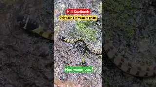 Hill keelback #snakes #indiansnake #viral #snakesofindia #shorts #snake #raresnake #nonvenomous